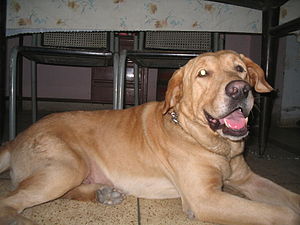 English: An old golden Labrador. He has lived ...