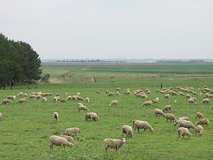 English: A sheep farm in Gauteng, South Africa