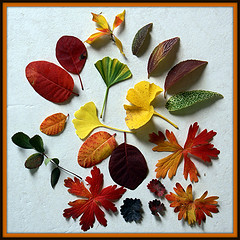 leaf sets 067-003