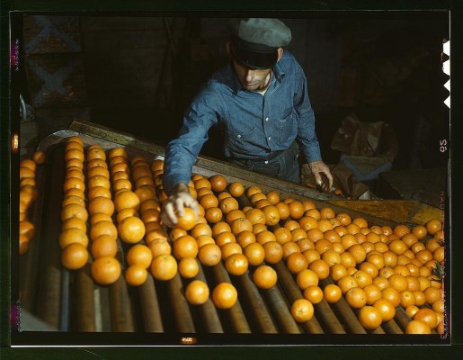 Co-op orange packing plant, Redlands, Calif. Workman is doing the preliminary sorting, picking out the discards. Santa Fe trip  (LOC)